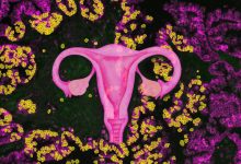 Sistem reproduksi wanita sebagai fokus penelitian ini di latar belakang SER