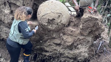 Dua orang menggali guci pemakaman besar di hutan hujan