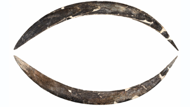 Boomerang Mammoth Tusk yang berusia 40.000 tahun adalah yang tertua di Eropa-dan mungkin dunia
