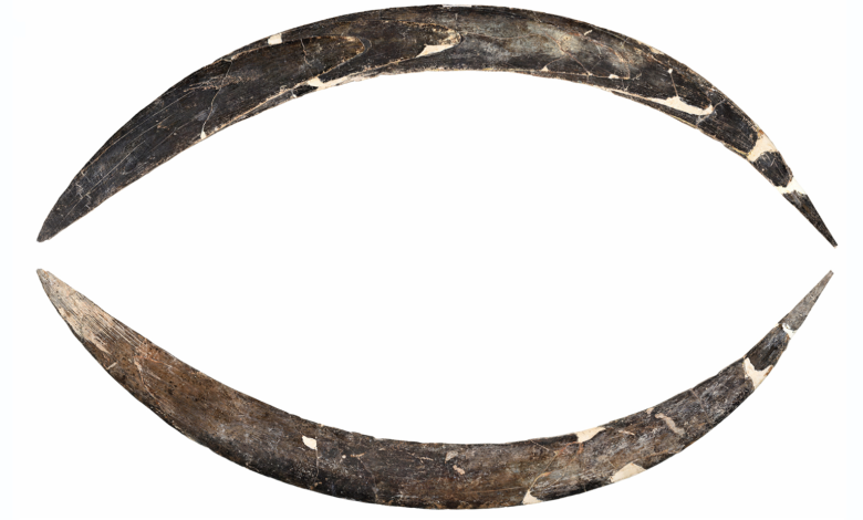 Boomerang Mammoth Tusk yang berusia 40.000 tahun adalah yang tertua di Eropa-dan mungkin dunia