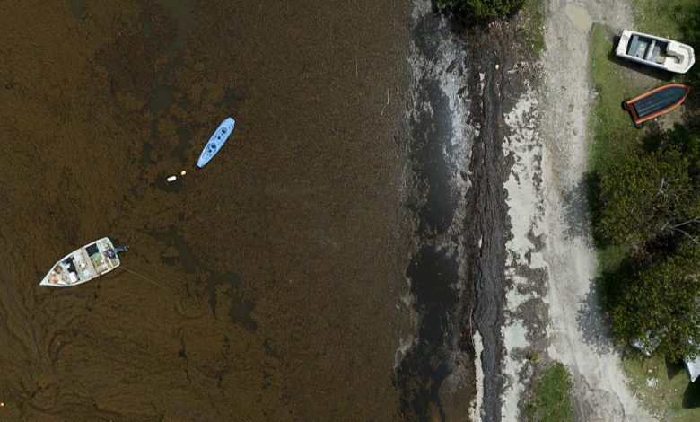 Pemandangan udara kapal yang dikelilingi oleh Sargassum di lepas pantai Puerto Riko.