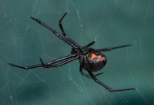 Dilema diagnostik: racun Black Widow Spider meracuni seorang wanita melalui bola matanya