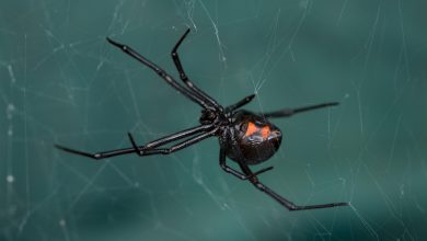 Dilema diagnostik: racun Black Widow Spider meracuni seorang wanita melalui bola matanya