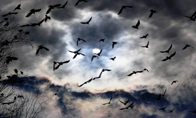 sekawanan besar burung terbang di malam hari dengan bulan purnama terlihat di balik awan