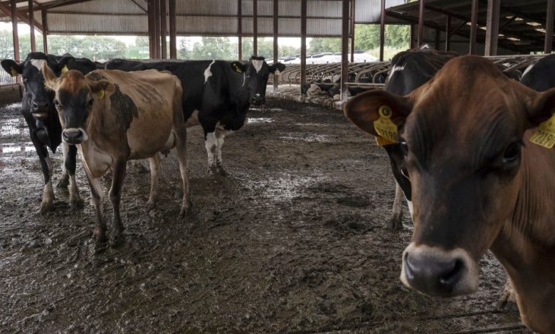Sapi perah di gudang sapi.