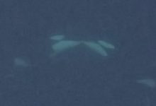 Orcas berciuman