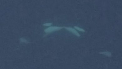Orcas berciuman