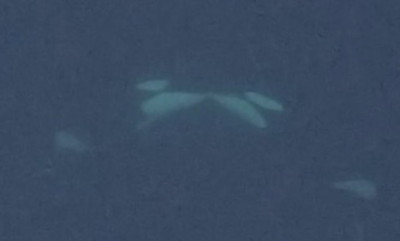 Orcas berciuman