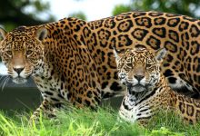dua jaguar di rumput