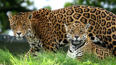 dua jaguar di rumput