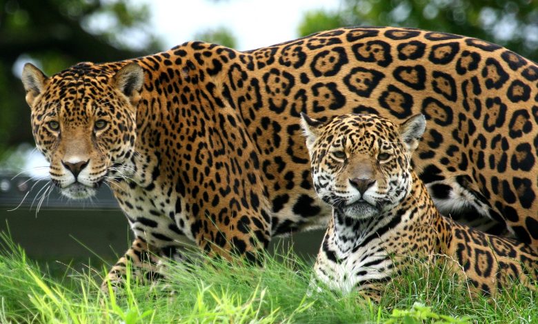 dua jaguar di rumput