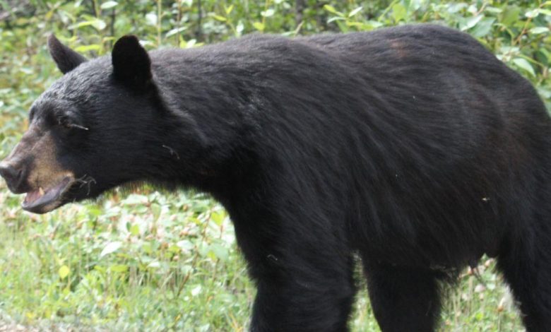Beruang hitam di luar