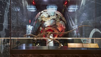 Foto rekonstruksi penuh dari jurassic dinosaurus enigmacursor Mollyborthwickae yang dipajang di Museum Sejarah Alam di London.