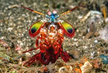Udang belalang berwarna pelangi berdiri di dasar laut