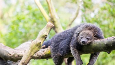 Bearcat binturong liar tidur di pohon.
