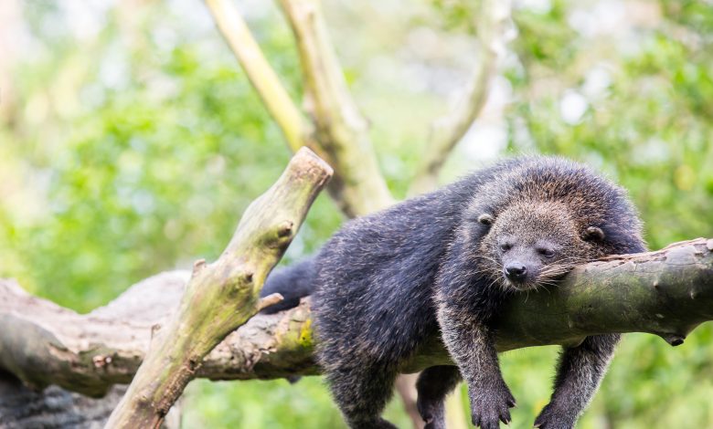 Bearcat binturong liar tidur di pohon.