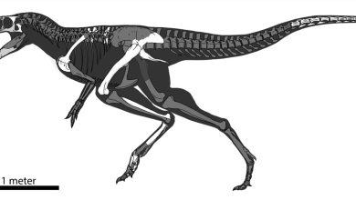 Ilustrasi Khankhuuluu mongoliensis yang menunjukkan kerangka dinosaurus