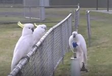 Sebuah masih dari video seekor tikato yang minum dari air mancur di taman sementara dua cockatoos lainnya menunggu di pagar