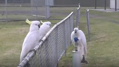 Sebuah masih dari video seekor tikato yang minum dari air mancur di taman sementara dua cockatoos lainnya menunggu di pagar