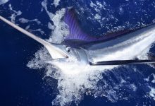 Dilema diagnostik: Seorang pria ditikam melalui tenggorokan dan pangkal tengkorak - oleh ikan