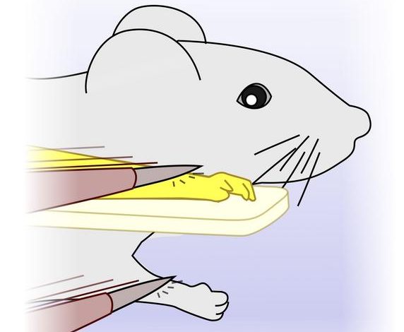Diagram yang menunjukkan tangan karet di sebelah mouse yang disikat