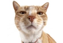 Kucing mengenali Bo yang akrab dan dapat melihat orang asing dari bau ketiak dan kaki mereka