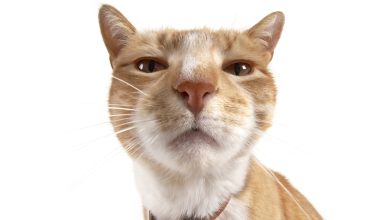 Kucing mengenali Bo yang akrab dan dapat melihat orang asing dari bau ketiak dan kaki mereka